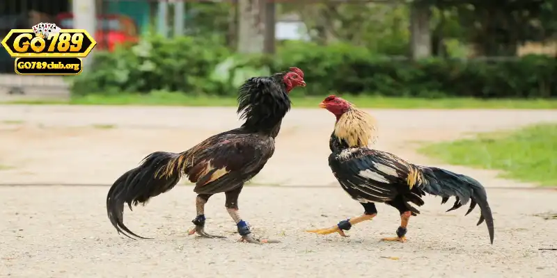 Yếu tố ảnh hưởng đến màu mạng của gà đá