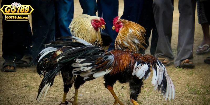 Tìm hiểu đá gà GO789