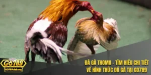 đá gà thomo