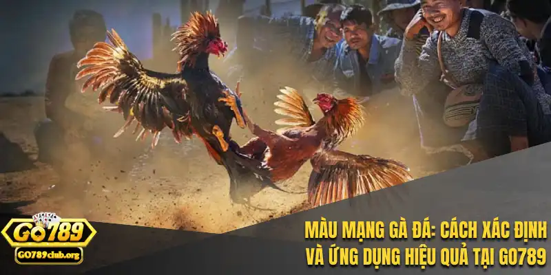 Màu mạng gà đá